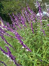 Mexican Bush Sage